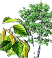 Hor&oacute;scopo celta de los druidas. Caracter&iacute;sticas de cada persona y su &aacute;rbol de protecci&oacute;n de acuerdo al hor&oacute;scopo Celta. Conoce tu Hor&oacute;scopo Celta. El hor&oacute;scopo Celta se basa en las estaciones, equinoccios y solsticios, d&iacute;as especiales que estaban consagrados. Su calendario, solar y lunar, se compon&iacute;a de 13 meses de 28 d&iacute;as, y el inicio del a&ntilde;o era el 24 de junio, el d&iacute;a del roble. Etiquetas: horoscopo celta horoscopo druida druidas celtas horoscopos signos arboles Hor&oacute;scopo celta de los druidas Caracter&iacute;sticas de cada persona y su &aacute;rbol de protecci&oacute;n de acuerdo al hor&oacute;scopo Celta Hor&oacute;scopo celta de los druidas