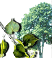 Hor&oacute;scopo celta de los druidas. Caracter&iacute;sticas de cada persona y su &aacute;rbol de protecci&oacute;n de acuerdo al hor&oacute;scopo Celta. Conoce tu Hor&oacute;scopo Celta. El hor&oacute;scopo Celta se basa en las estaciones, equinoccios y solsticios, d&iacute;as especiales que estaban consagrados. Su calendario, solar y lunar, se compon&iacute;a de 13 meses de 28 d&iacute;as, y el inicio del a&ntilde;o era el 24 de junio, el d&iacute;a del roble. Etiquetas: horoscopo celta horoscopo druida druidas celtas horoscopos signos arboles Hor&oacute;scopo celta de los druidas Caracter&iacute;sticas de cada persona y su &aacute;rbol de protecci&oacute;n de acuerdo al hor&oacute;scopo Celta Hor&oacute;scopo celta de los druidas