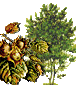 Hor&oacute;scopo celta de los druidas. Caracter&iacute;sticas de cada persona y su &aacute;rbol de protecci&oacute;n de acuerdo al hor&oacute;scopo Celta. Conoce tu Hor&oacute;scopo Celta. El hor&oacute;scopo Celta se basa en las estaciones, equinoccios y solsticios, d&iacute;as especiales que estaban consagrados. Su calendario, solar y lunar, se compon&iacute;a de 13 meses de 28 d&iacute;as, y el inicio del a&ntilde;o era el 24 de junio, el d&iacute;a del roble. Etiquetas: horoscopo celta horoscopo druida druidas celtas horoscopos signos arboles Hor&oacute;scopo celta de los druidas Caracter&iacute;sticas de cada persona y su &aacute;rbol de protecci&oacute;n de acuerdo al hor&oacute;scopo Celta Hor&oacute;scopo celta de los druidas