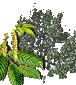 Hor&oacute;scopo celta de los druidas. Caracter&iacute;sticas de cada persona y su &aacute;rbol de protecci&oacute;n de acuerdo al hor&oacute;scopo Celta. Conoce tu Hor&oacute;scopo Celta. El hor&oacute;scopo Celta se basa en las estaciones, equinoccios y solsticios, d&iacute;as especiales que estaban consagrados. Su calendario, solar y lunar, se compon&iacute;a de 13 meses de 28 d&iacute;as, y el inicio del a&ntilde;o era el 24 de junio, el d&iacute;a del roble. Etiquetas: horoscopo celta horoscopo druida druidas celtas horoscopos signos arboles Hor&oacute;scopo celta de los druidas Caracter&iacute;sticas de cada persona y su &aacute;rbol de protecci&oacute;n de acuerdo al hor&oacute;scopo Celta Hor&oacute;scopo celta de los druidas
