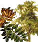Hor&oacute;scopo celta de los druidas. Caracter&iacute;sticas de cada persona y su &aacute;rbol de protecci&oacute;n de acuerdo al hor&oacute;scopo Celta. Conoce tu Hor&oacute;scopo Celta. El hor&oacute;scopo Celta se basa en las estaciones, equinoccios y solsticios, d&iacute;as especiales que estaban consagrados. Su calendario, solar y lunar, se compon&iacute;a de 13 meses de 28 d&iacute;as, y el inicio del a&ntilde;o era el 24 de junio, el d&iacute;a del roble. Etiquetas: horoscopo celta horoscopo druida druidas celtas horoscopos signos arboles Hor&oacute;scopo celta de los druidas Caracter&iacute;sticas de cada persona y su &aacute;rbol de protecci&oacute;n de acuerdo al hor&oacute;scopo Celta Hor&oacute;scopo celta de los druidas