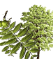 Hor&oacute;scopo celta de los druidas. Caracter&iacute;sticas de cada persona y su &aacute;rbol de protecci&oacute;n de acuerdo al hor&oacute;scopo Celta. Conoce tu Hor&oacute;scopo Celta. El hor&oacute;scopo Celta se basa en las estaciones, equinoccios y solsticios, d&iacute;as especiales que estaban consagrados. Su calendario, solar y lunar, se compon&iacute;a de 13 meses de 28 d&iacute;as, y el inicio del a&ntilde;o era el 24 de junio, el d&iacute;a del roble. Etiquetas: horoscopo celta horoscopo druida druidas celtas horoscopos signos arboles Hor&oacute;scopo celta de los druidas Caracter&iacute;sticas de cada persona y su &aacute;rbol de protecci&oacute;n de acuerdo al hor&oacute;scopo Celta Hor&oacute;scopo celta de los druidas