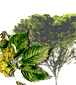 Hor&oacute;scopo celta de los druidas. Caracter&iacute;sticas de cada persona y su &aacute;rbol de protecci&oacute;n de acuerdo al hor&oacute;scopo Celta. Conoce tu Hor&oacute;scopo Celta. El hor&oacute;scopo Celta se basa en las estaciones, equinoccios y solsticios, d&iacute;as especiales que estaban consagrados. Su calendario, solar y lunar, se compon&iacute;a de 13 meses de 28 d&iacute;as, y el inicio del a&ntilde;o era el 24 de junio, el d&iacute;a del roble. Etiquetas: horoscopo celta horoscopo druida druidas celtas horoscopos signos arboles Hor&oacute;scopo celta de los druidas Caracter&iacute;sticas de cada persona y su &aacute;rbol de protecci&oacute;n de acuerdo al hor&oacute;scopo Celta Hor&oacute;scopo celta de los druidas
