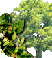 Hor&oacute;scopo celta de los druidas. Caracter&iacute;sticas de cada persona y su &aacute;rbol de protecci&oacute;n de acuerdo al hor&oacute;scopo Celta. Conoce tu Hor&oacute;scopo Celta. El hor&oacute;scopo Celta se basa en las estaciones, equinoccios y solsticios, d&iacute;as especiales que estaban consagrados. Su calendario, solar y lunar, se compon&iacute;a de 13 meses de 28 d&iacute;as, y el inicio del a&ntilde;o era el 24 de junio, el d&iacute;a del roble. Etiquetas: horoscopo celta horoscopo druida druidas celtas horoscopos signos arboles Hor&oacute;scopo celta de los druidas Caracter&iacute;sticas de cada persona y su &aacute;rbol de protecci&oacute;n de acuerdo al hor&oacute;scopo Celta Hor&oacute;scopo celta de los druidas