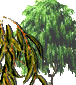 Hor&oacute;scopo celta de los druidas. Caracter&iacute;sticas de cada persona y su &aacute;rbol de protecci&oacute;n de acuerdo al hor&oacute;scopo Celta. Conoce tu Hor&oacute;scopo Celta. El hor&oacute;scopo Celta se basa en las estaciones, equinoccios y solsticios, d&iacute;as especiales que estaban consagrados. Su calendario, solar y lunar, se compon&iacute;a de 13 meses de 28 d&iacute;as, y el inicio del a&ntilde;o era el 24 de junio, el d&iacute;a del roble. Etiquetas: horoscopo celta horoscopo druida druidas celtas horoscopos signos arboles Hor&oacute;scopo celta de los druidas Caracter&iacute;sticas de cada persona y su &aacute;rbol de protecci&oacute;n de acuerdo al hor&oacute;scopo Celta Hor&oacute;scopo celta de los druidas