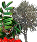Hor&oacute;scopo celta de los druidas. Caracter&iacute;sticas de cada persona y su &aacute;rbol de protecci&oacute;n de acuerdo al hor&oacute;scopo Celta. Conoce tu Hor&oacute;scopo Celta. El hor&oacute;scopo Celta se basa en las estaciones, equinoccios y solsticios, d&iacute;as especiales que estaban consagrados. Su calendario, solar y lunar, se compon&iacute;a de 13 meses de 28 d&iacute;as, y el inicio del a&ntilde;o era el 24 de junio, el d&iacute;a del roble. Etiquetas: horoscopo celta horoscopo druida druidas celtas horoscopos signos arboles Hor&oacute;scopo celta de los druidas Caracter&iacute;sticas de cada persona y su &aacute;rbol de protecci&oacute;n de acuerdo al hor&oacute;scopo Celta Hor&oacute;scopo celta de los druidas